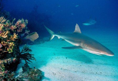 Small Shark - cub, shark, animals, fish, small