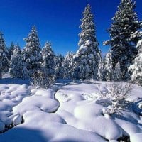 Snowbound pine-trees