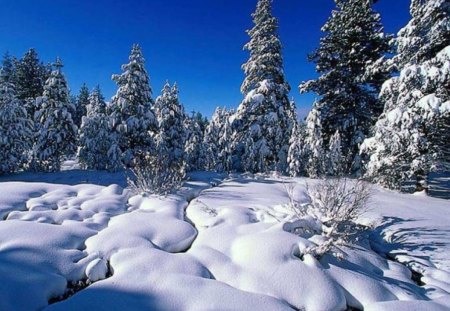 Snowbound pine-trees - pine-trees, snowbound