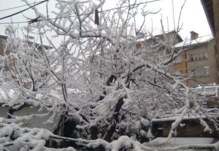 Cherry tree after a snow night - snow, night, tree, cherry, after