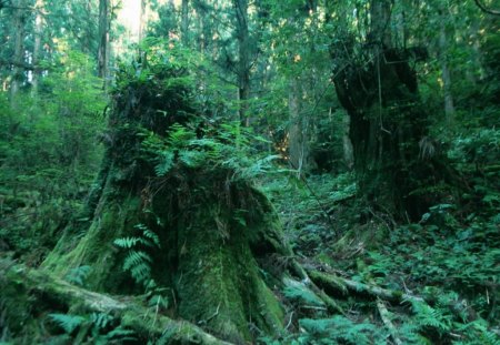 deep woods - nature, wood, trees