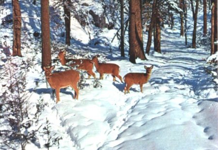 deer - new fallen snow, deer