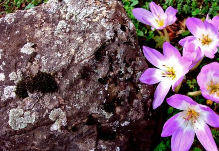 Purple flowers - flowers, purple