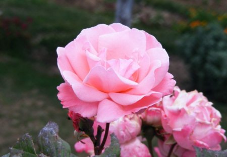 Pink roses - flowers, roses