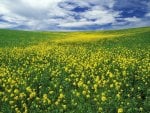 Field of mustard