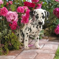 Dalmatian puppy