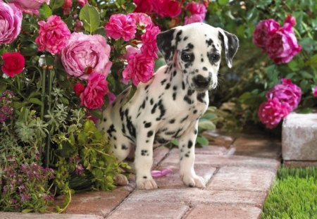 Dalmatian puppy