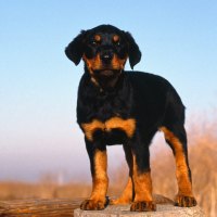 Rottweiler puppy