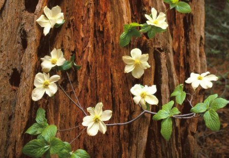 Pacific dogwood - flowers, nature