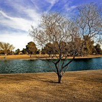 Tree in Chapparal Park