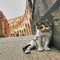 Coloseo Cat