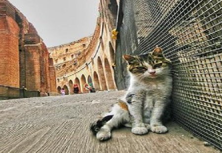 Coloseo Cat - cat, coloseo