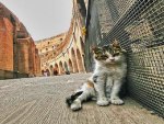 Coloseo Cat