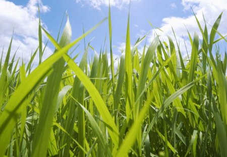 Grass and sky - sky, nature