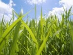 Grass and sky