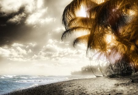 Caribean palm - beaches, palms