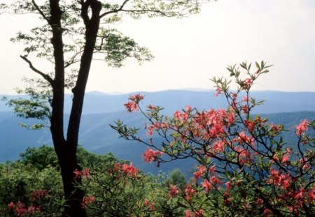 Blue ridge - flowers, nature