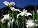 White flowers