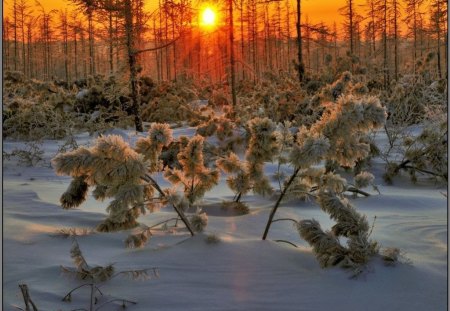 winter forest - snow, winter, sunset, forest