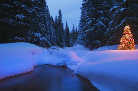 Christmas tree - christmas, decorated, winter, forest, tree