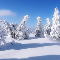 snow covered trees