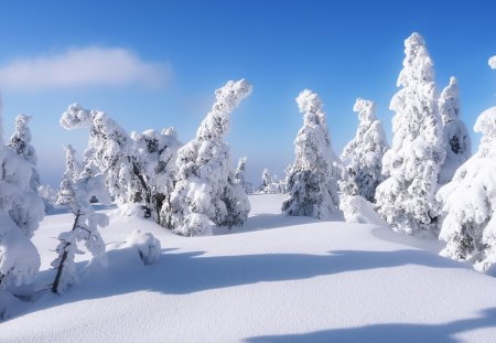 snow covered trees - white, covered, trees, snow