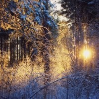 sun in the winter forest