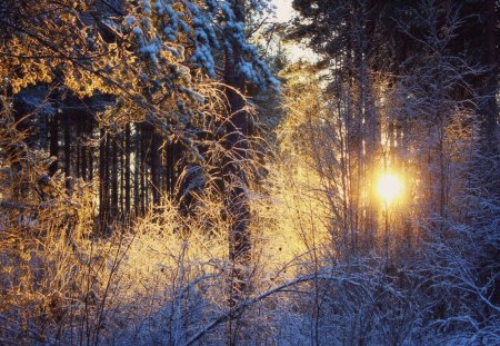 sun in the winter forest - winter, forest, snow, sun