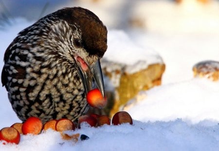 hazelnuts bird keeps its beak - hazelnuts, bird, keeps, beak