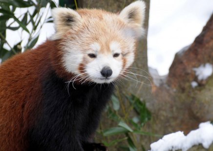 Beautiful Red Panda - beautiful, red, tree, panda