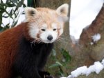 Beautiful Red Panda