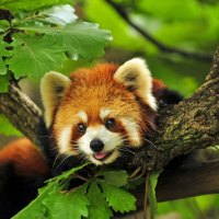 Beautiful Red Panda in tree