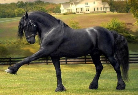 Black beauty - horse, posing, animal, stunning, black