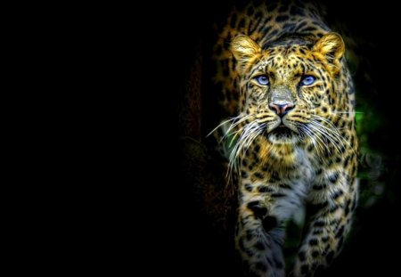 Leopard - black, leopard, blue eye, cat