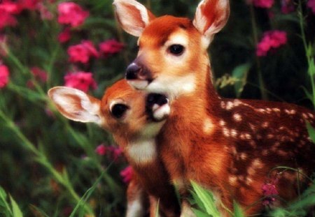 Sister Love - flowers, deer, grass, animals