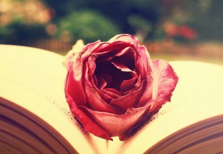 Feel You are Here - red, love, book, rose