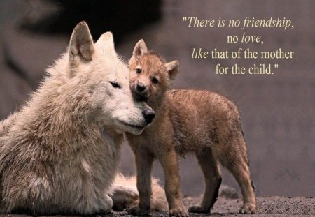 A Mother's Love - wolf pup, dogs, wolf, other, animals