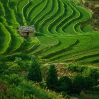 dilapidated house in the middle of rice fields