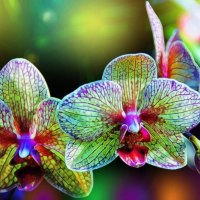 à²Œ.Gorgeous Orchids.à²Œ