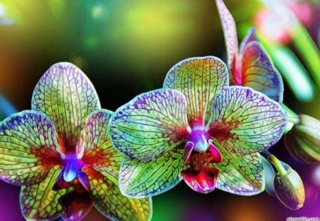 à²Œ.Gorgeous Orchids.à²Œ - orchids, fragrance, colorful, gorgeous orchids, pretty, cool, aroma, petals, scent, cute, tender touch, soft, gentle, lovely, pollen, nature, precious, beautiful, sweet, flowers, colors