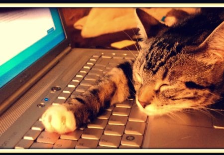 All Work & No Play... - catnap, nap, laptop, cat, sleep, kitten, computer, cute, dell, snooze, kitty