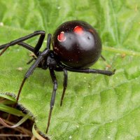 BLACK WIDOW SPIDER 2