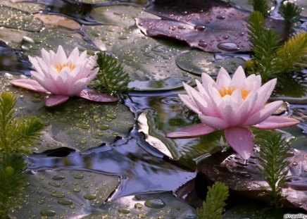 à²Œ.Wisdom of Lotus.à²Œ - fragrance, colorful, pretty, aroma, cool, petals, scent, worship, cute, droplets, tender touch, soft, wisdom of lotus, gentle, lovely, pollen, lillies, nature, holy, lotus, beautiful, leaves, sweet, flowers, colors