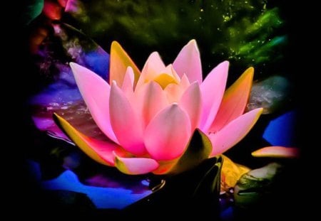 à²Œ.Precious of Lotus.à²Œ - tender touch, lily, cute, beautiful, leaves, special, lotus, worship, aroma, gentle, precious of lotus, nature, colorful, pink, pretty, cool, soft, flowers, sweet, fragrance, pollen, petals, holy, scent, lovely, colors