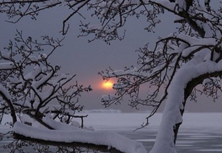 winter sun - black, white, winter, wood, snow, morning, sun