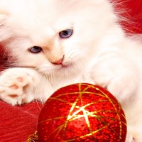 Christmas kitty