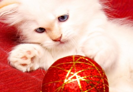 Christmas kitty - christmas, animals, kitty, cat