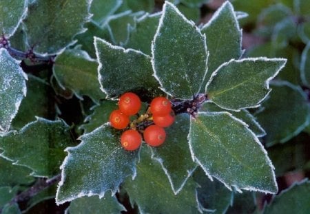 Christmas Holly - holly, nature, other, christmas