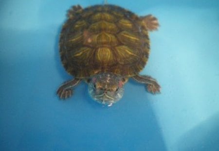 My turtle - turtle, nice, animal, love