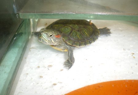 My turtle - turtle, animal, love, my